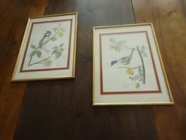 Dessins d'oiseaux encadrés - 2 pièces - 1965