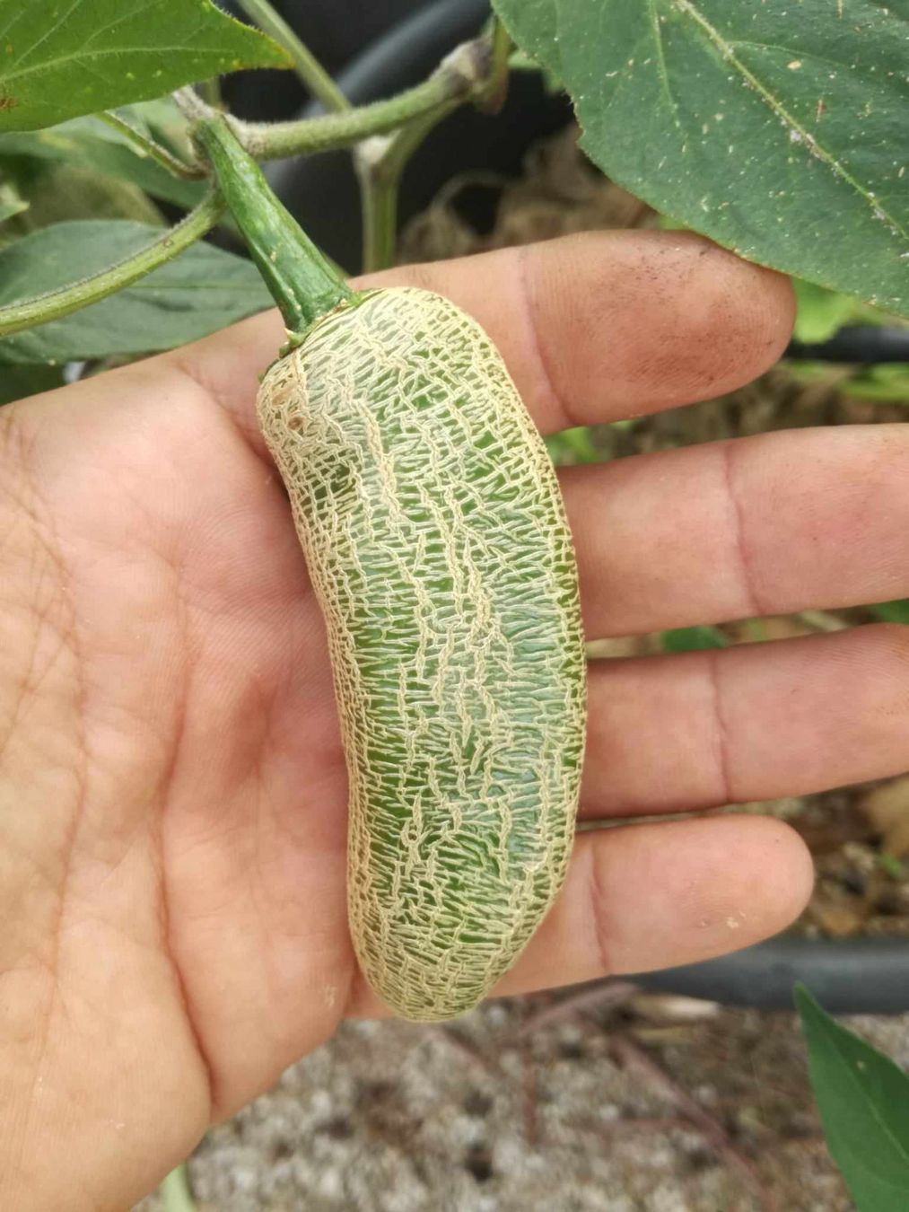 Piante & sementi: PIMENT FARMER'S JALAPENO   5g – Nuovo (secondo la descrizione) da Bremblens venduto da FIBONACCI369