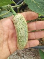 PIMENT FARMER'S JALAPENO   5g