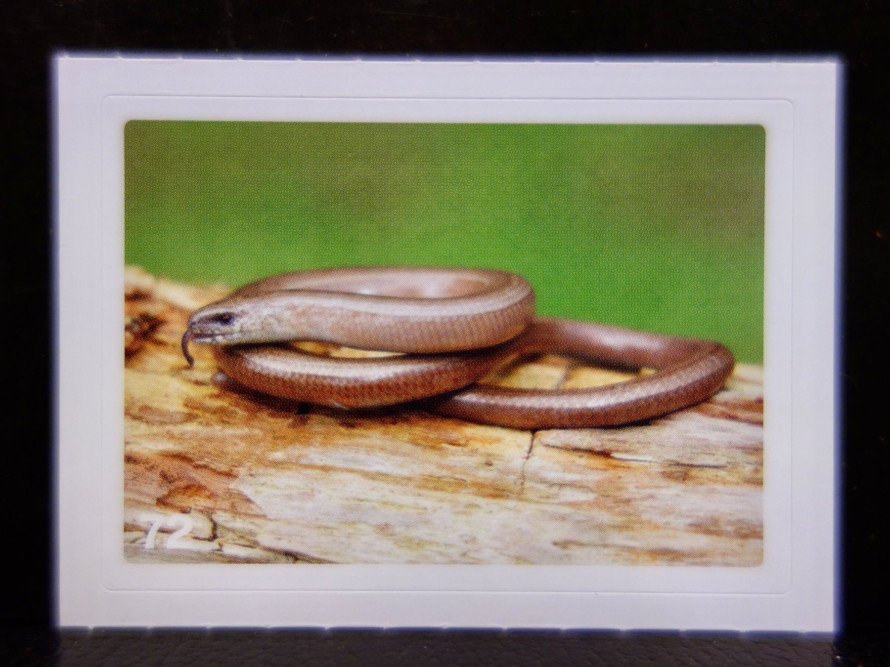 Migros Sammelbilder & Trading cards: MIGROS MANIA Nature Detectives Nr. 72 – Gebraucht aus Kerzers von djstarsky73