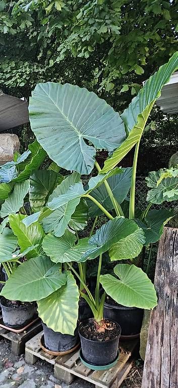 Piante & sementi: Alocasia macrorrhizos – Usato da Wabern venduto da VOLVGNG73 3