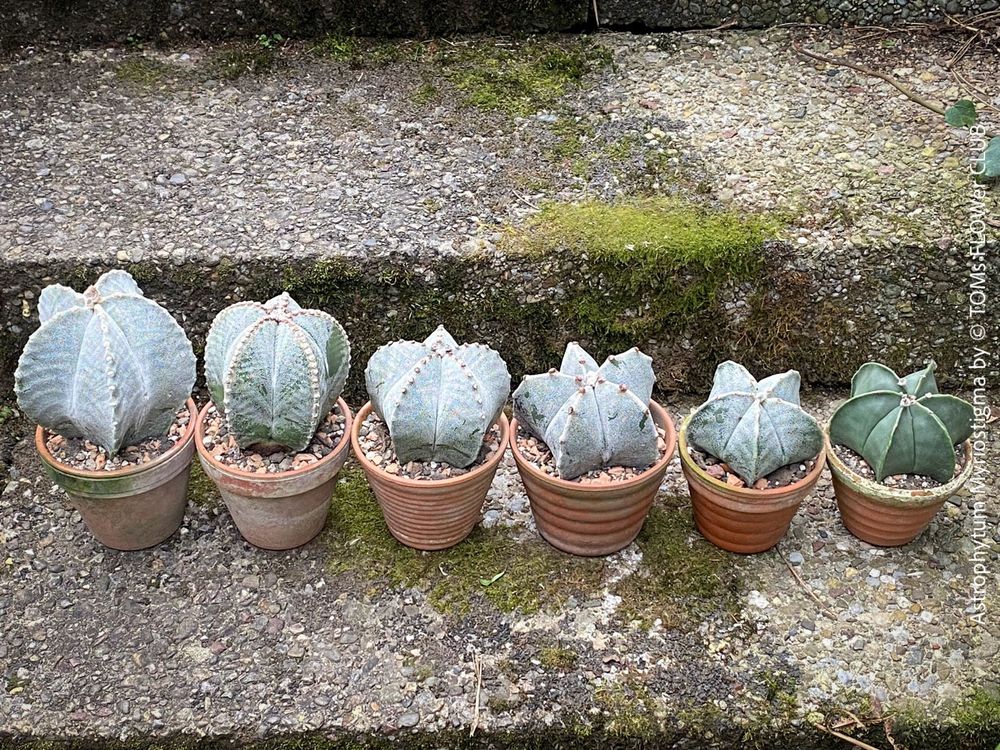 Astrophytum Myriostigma - wunderschner Bischofsmtze-Kaktus (Neu (gemss  Beschreibung)) in Adliswil fr CHF 66  mit Lieferung auf Ricardo kaufen