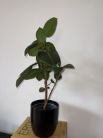 Gummibaum Ficus elastica, inkl. schwarzem Topf