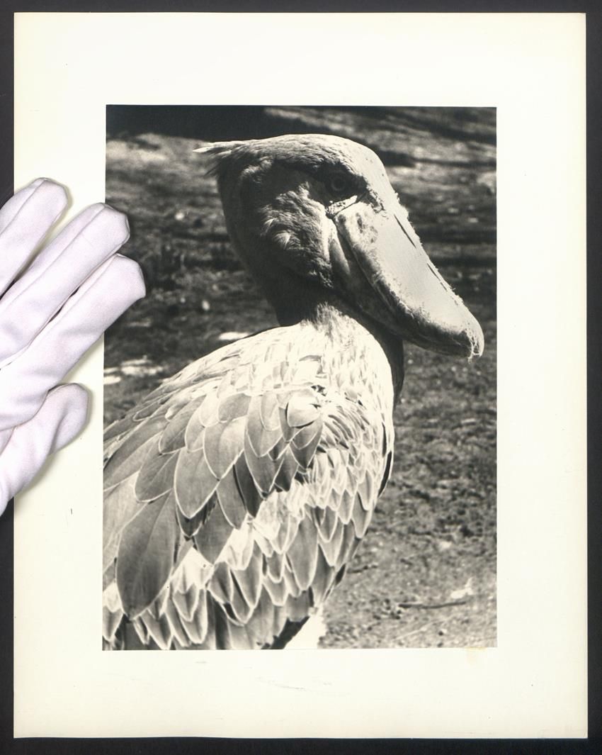 Fotografie &  Plakate: Fotografie Vogel Schuhschnabel – Gebraucht aus Berlin von bartko-reher