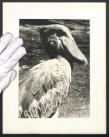 Fotografie Vogel Schuhschnabel