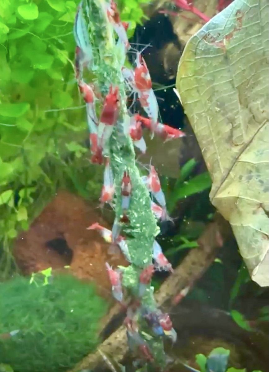 Mangimi: Garnelen Futter, Aquarium, Lollis – Nuovo e nell'imballaggio originale da Dulliken venduto da miggu40 2