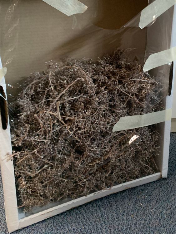 Naturmaterial, 400gr Vine Clusters (Weintraube) white washed (Neu ...