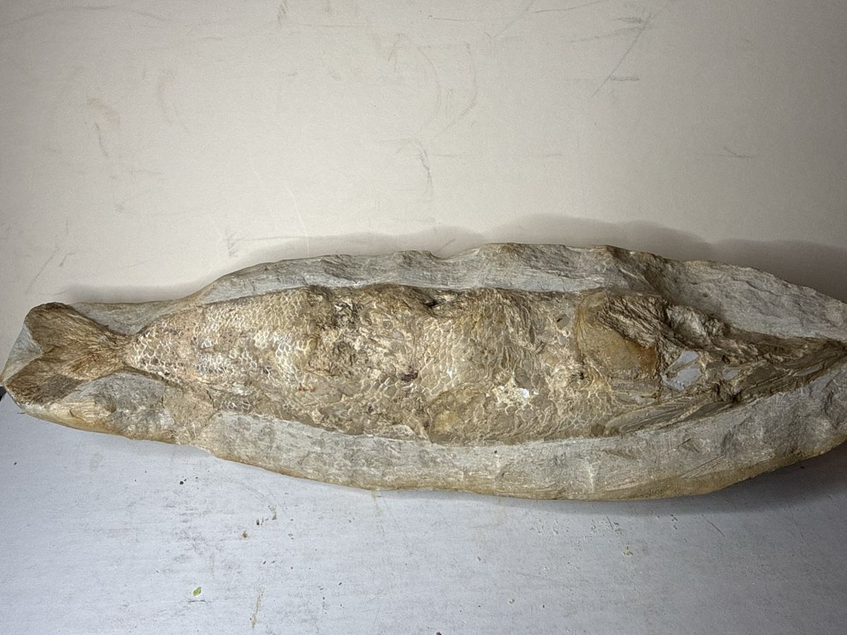 Ce fossile exceptionnel d’un Vinctifer comptoni poisson (Gebraucht) in ...