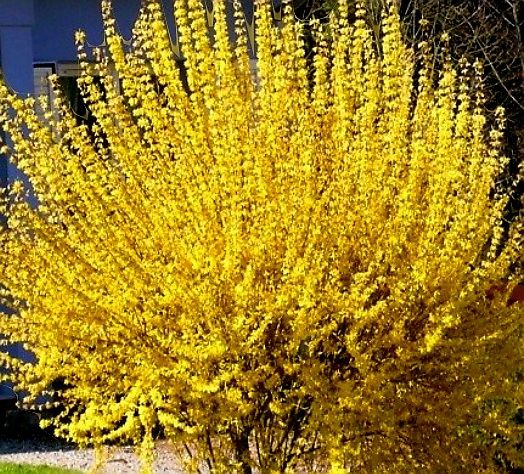 Piante & sementi: FORSYTHIA INTERMEDIA Steckling mit Wurzeln 50cm Strauch – Nuovo e nell'imballaggio originale da Rovio venduto da POSITIFFARTandPLANTS 1