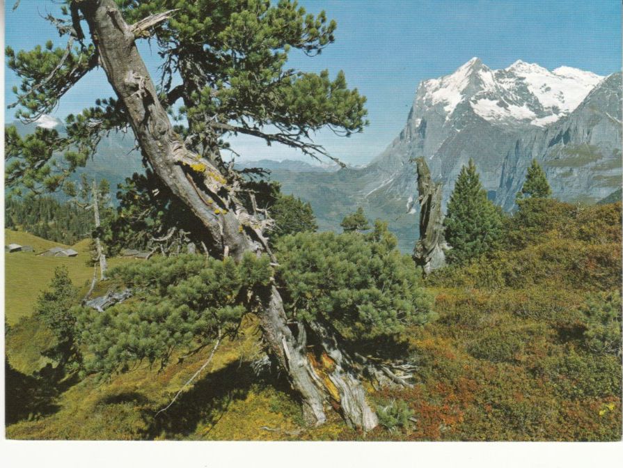 Cartoline postali: Kleine Scheidegg ca. 1970 – Usato da Bürglen TG venduto da StampGraf