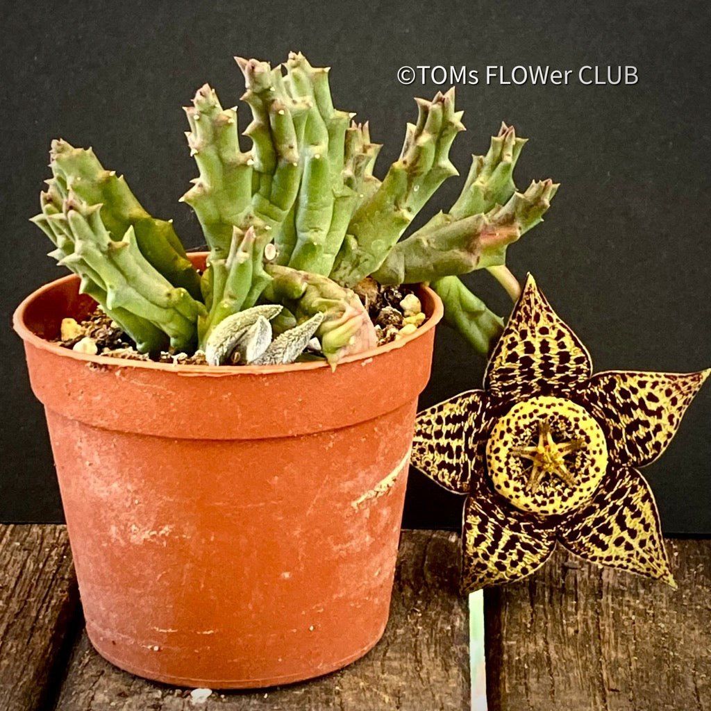 Piante & sementi: Stapelia Variegata / Orbea Variegata - mit Sternen-Blüten – Nuovo e nell'imballaggio originale da Adliswil venduto da astom369 2