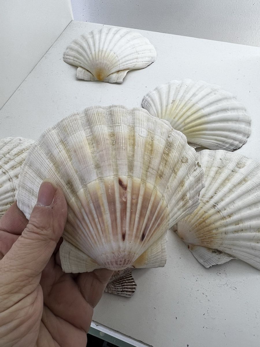 Fossilien: 6 riesige Muscheln – Gebraucht aus Wettingen von NickInc 3