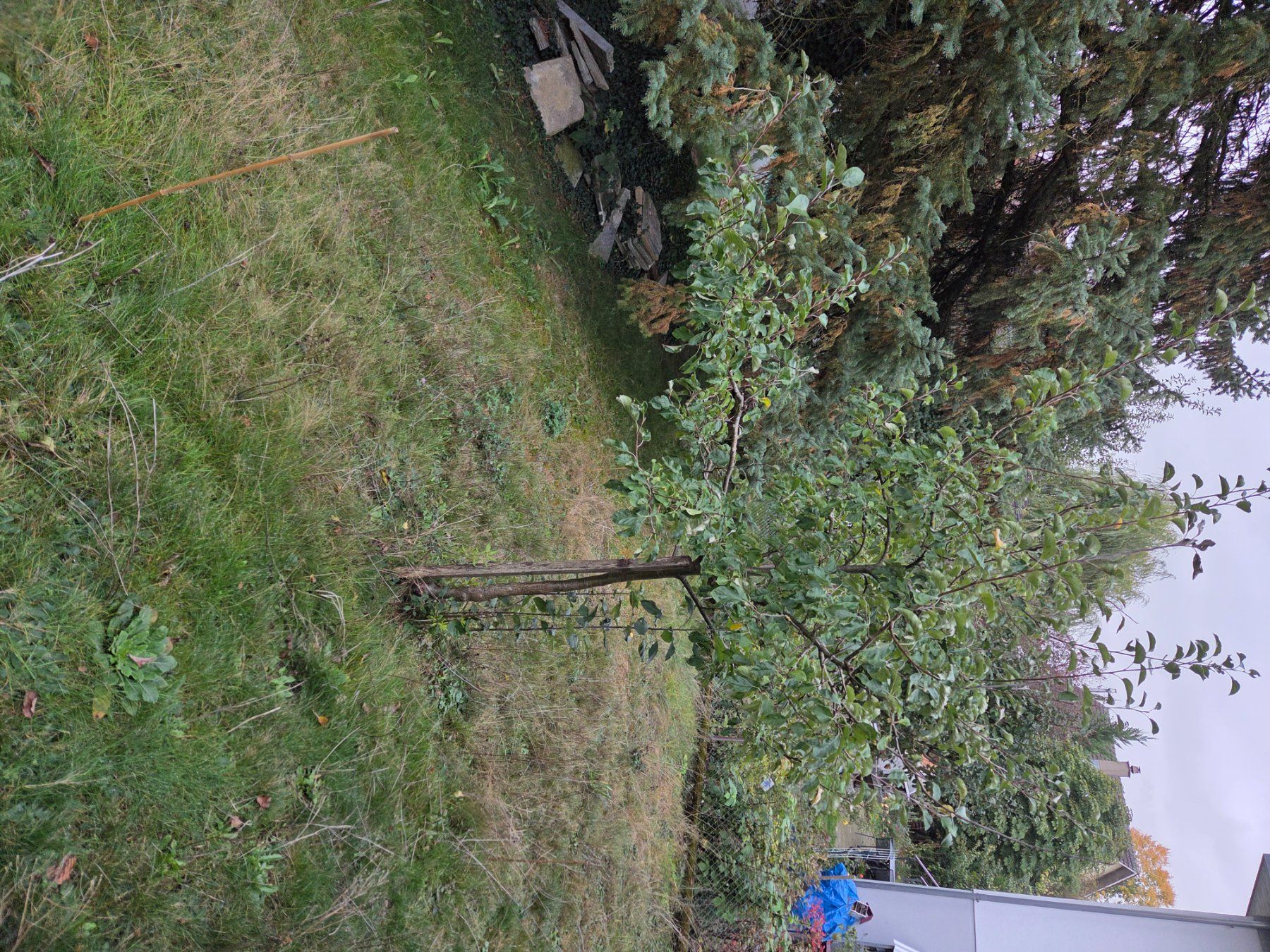 Pflanzen & Samen: Apfelbaum – Gebraucht aus Staufen von Nikita0210 1