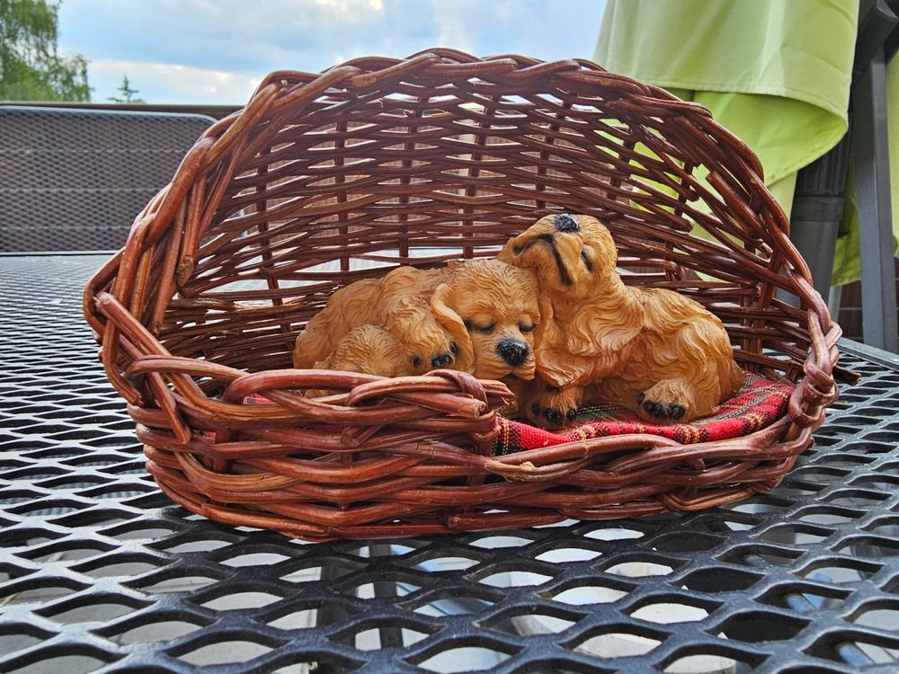 Hunde im Körbchen | Kaufen auf Ricardo