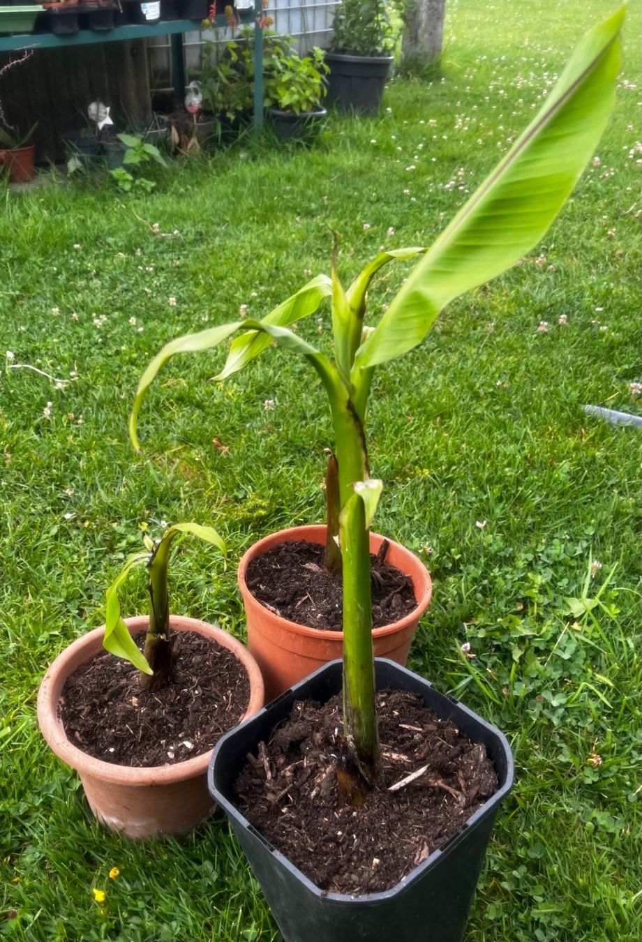 Piante & sementi: Bananen Jungpflanzen – Nuovo (secondo la descrizione) da Vinelz venduto da Wellensittich55 3