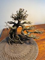 Bonsai Baum für Aquarium XL