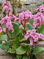 Bergenie - Bergenia cordifolia - 250 Samen