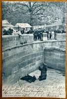 Bern - Bärengraben - Animée 1903