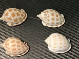 4x Scotch bonnet Snail Semicassis granulata Muschel  4,5-5cm