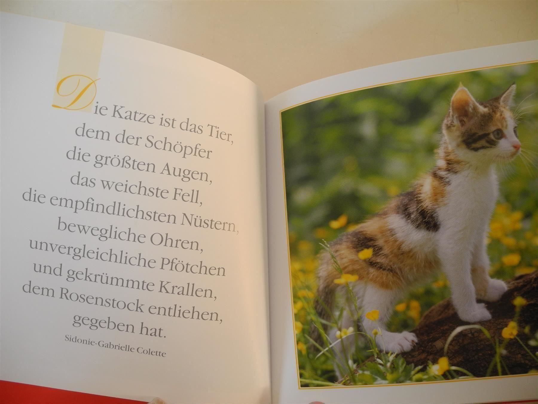 Libri: 2 Bücher "Samtpfoten u.Traumpferde", b43 – Nuovo (secondo la descrizione) da Kottwil venduto da Crazyrolf 1