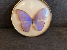 Papillon bleu monté sous verre, cadre doré, décoratif
