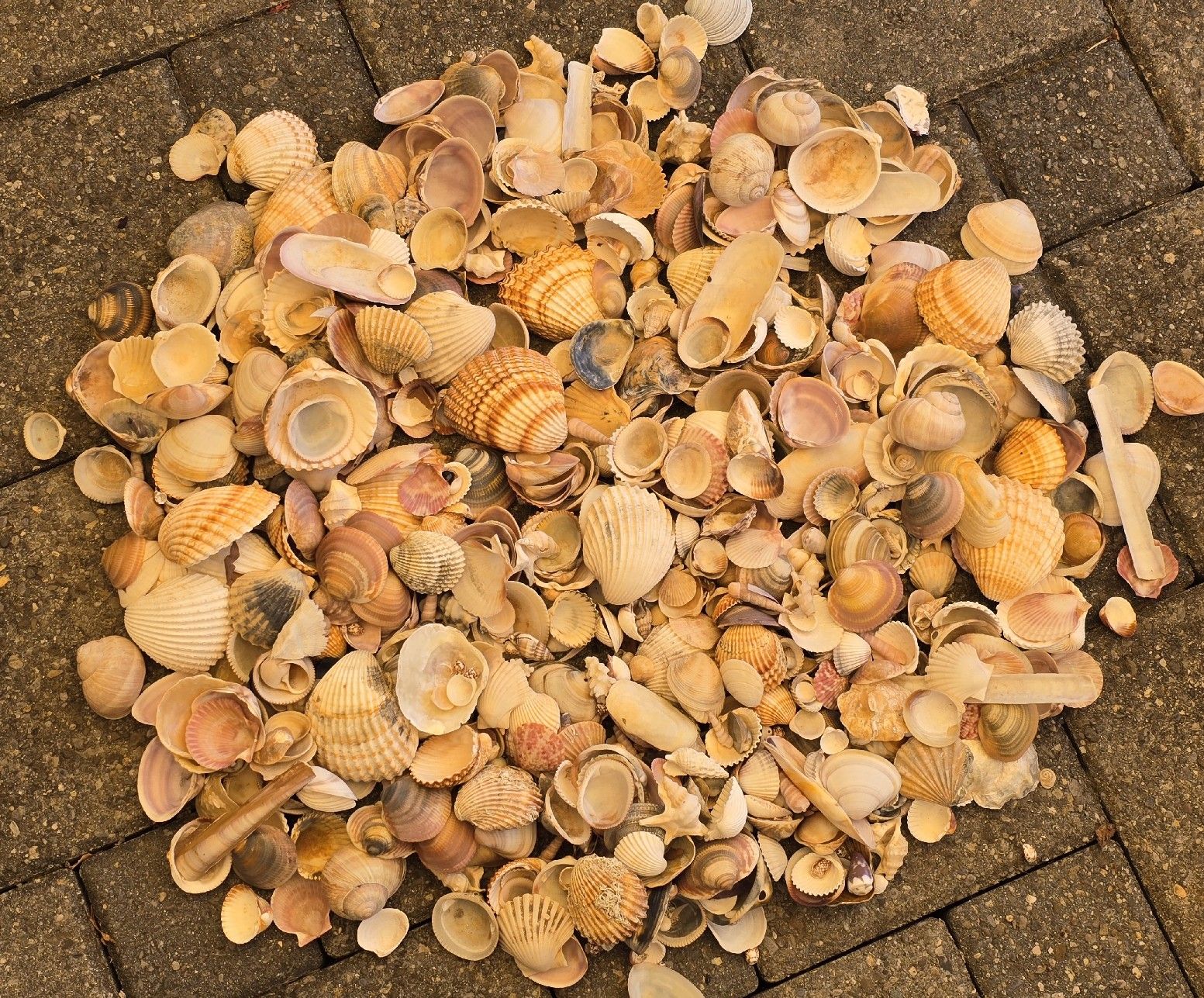 Alle Dekorationen: 3,3 Kg. Original Muscheln – Gebraucht aus Walkringen von Vanuca 4