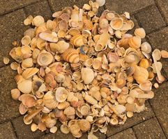 3,3 Kg. Original Muscheln