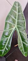 🤩Alocasia Longiloba Rhizom 