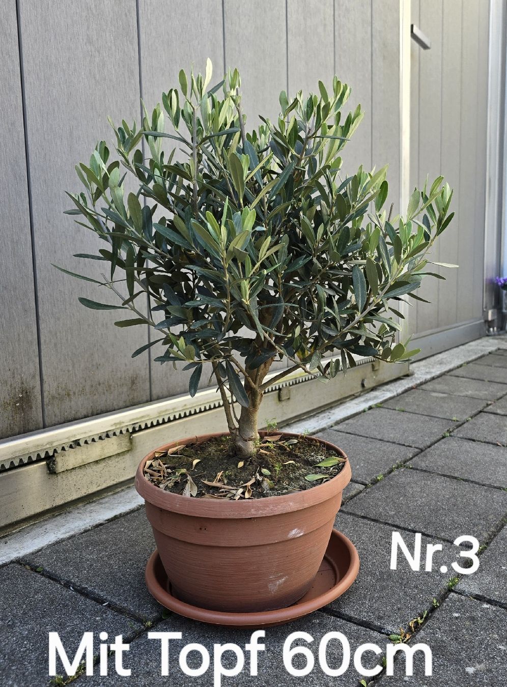 Pflanzen & Samen: Wunderschöner Olivenbaum im Bonsai-Sti – Gebraucht aus Aarburg von popkorn65