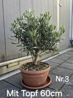 Wunderschöner Olivenbaum im Bonsai-Sti