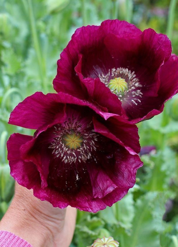 Piante & sementi: 500 Samen Mohn LAUREN'S GRAPE – Nuovo (secondo la descrizione) da Ehrendingen venduto da VerveinaSamen 3