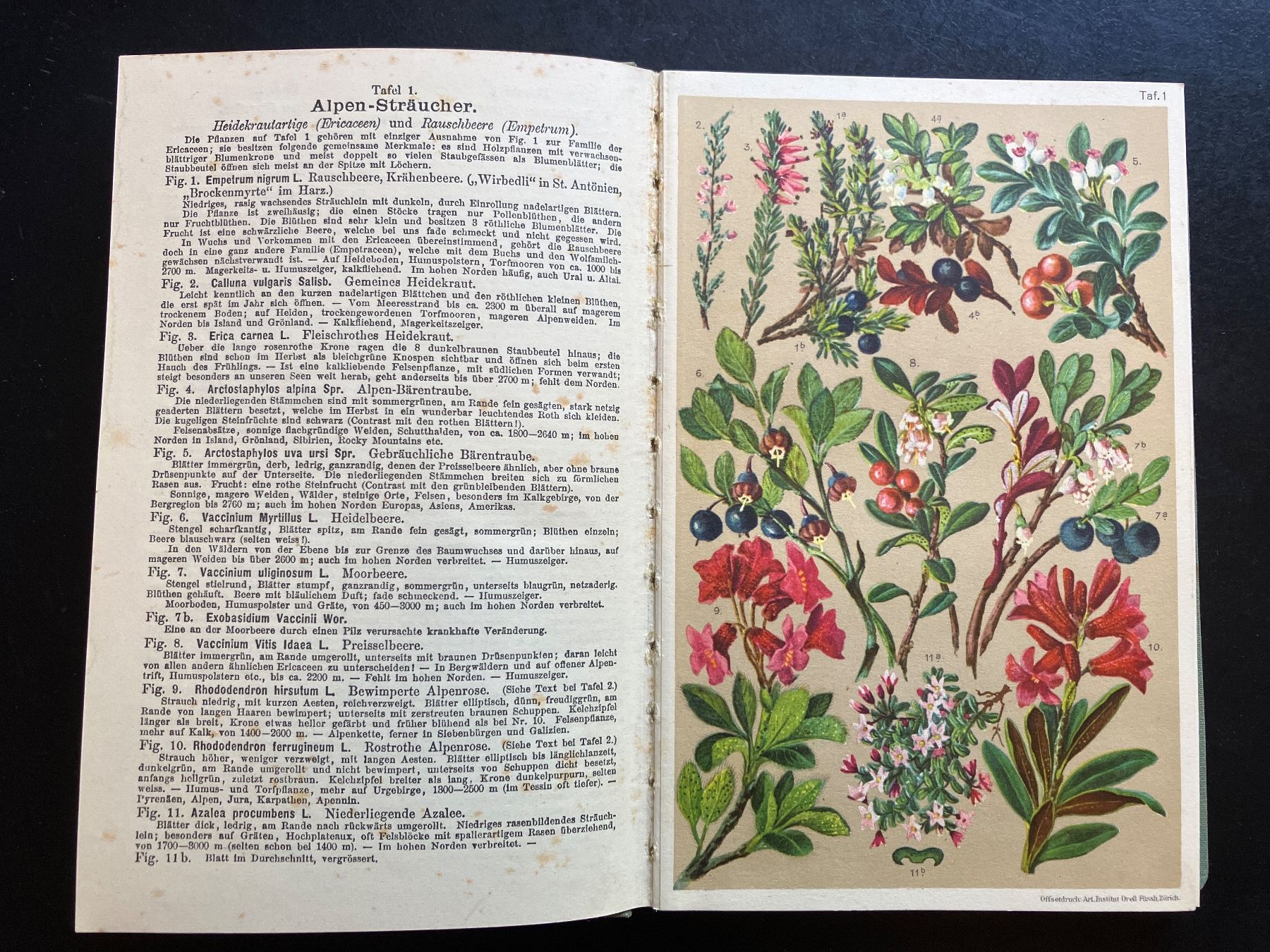 Bücher: Alpenflora von L. u. Prof. C. Schröter – Gebraucht aus Wangen ZH von day01 1