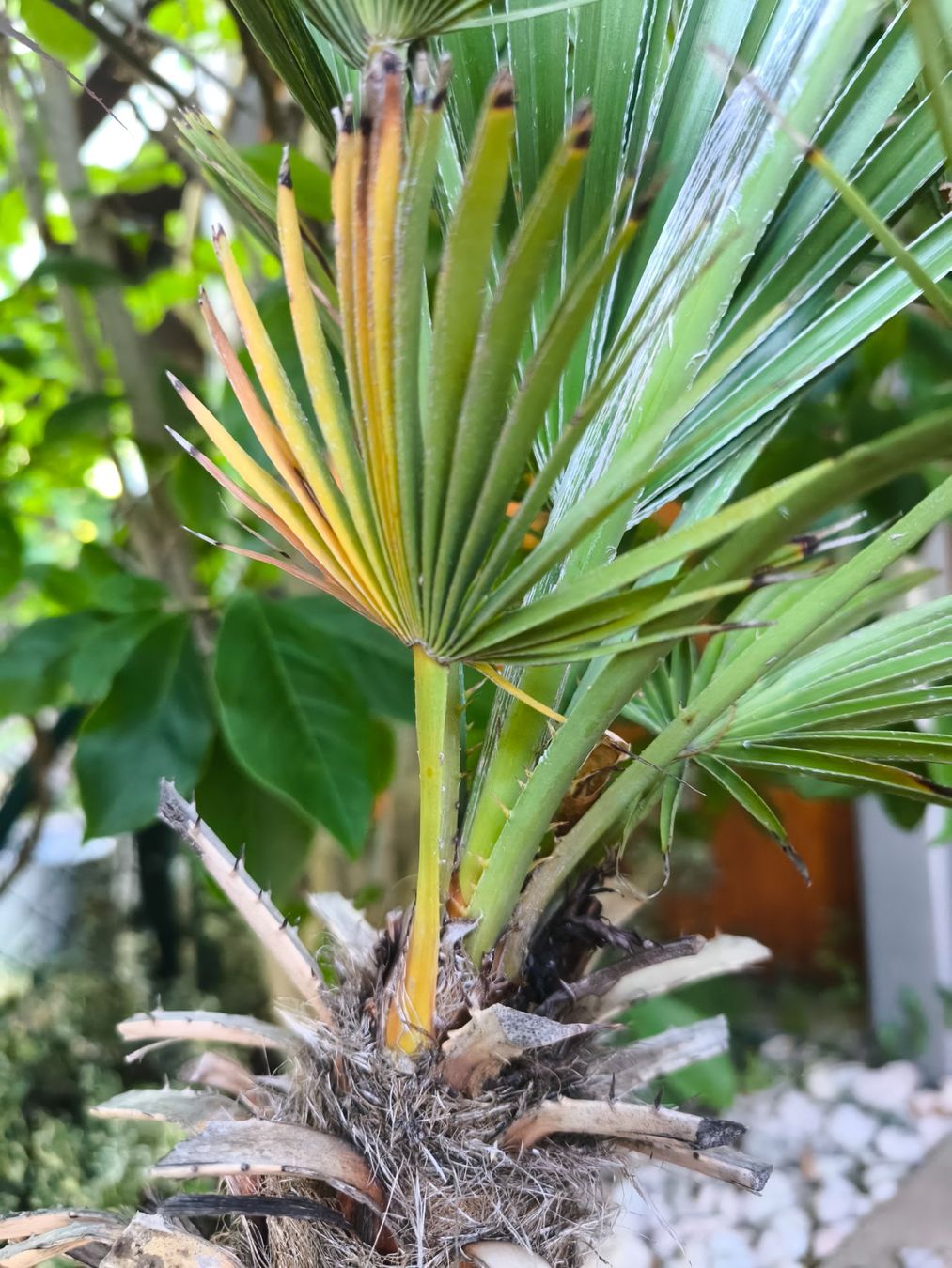 Plantes & graines: Kleine Palme im Topf – D'occasion à Fahrwangen par lea_bgp9 1