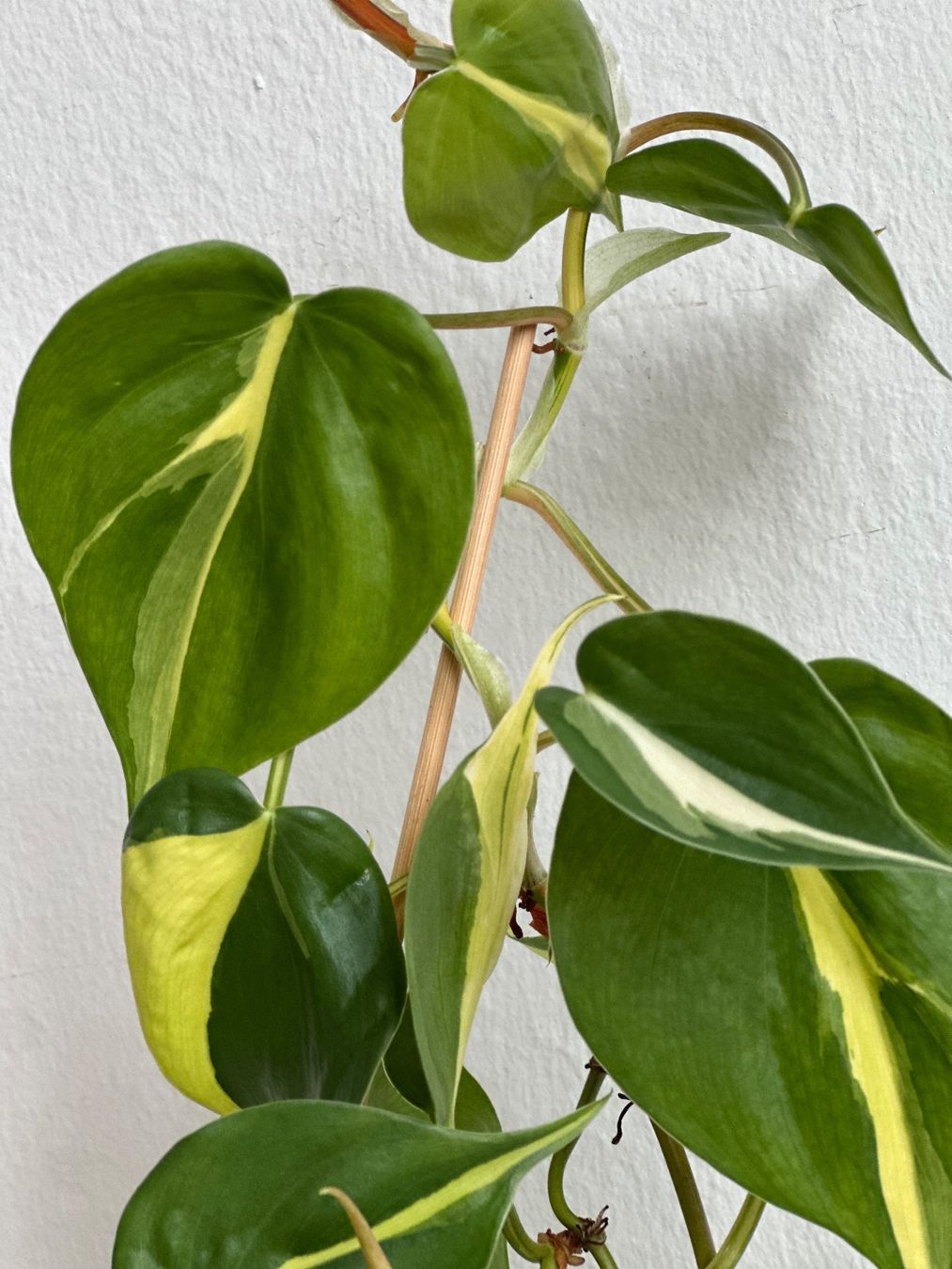 Piante & sementi: Philodendron Scandens (Brasil) – Usato da Zürich venduto da ong8