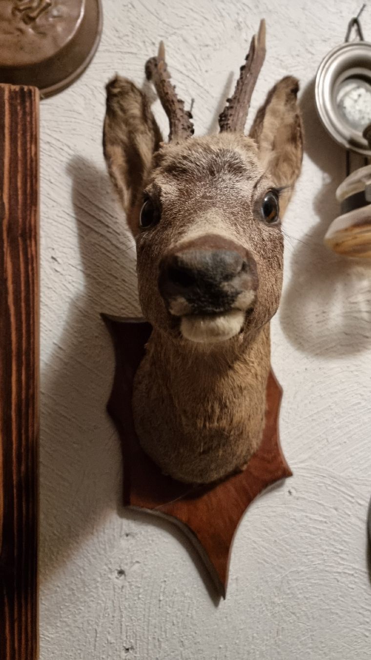 Il mondo degli animali: Reh – Usato da Sils im Domleschg venduto da platin01 5