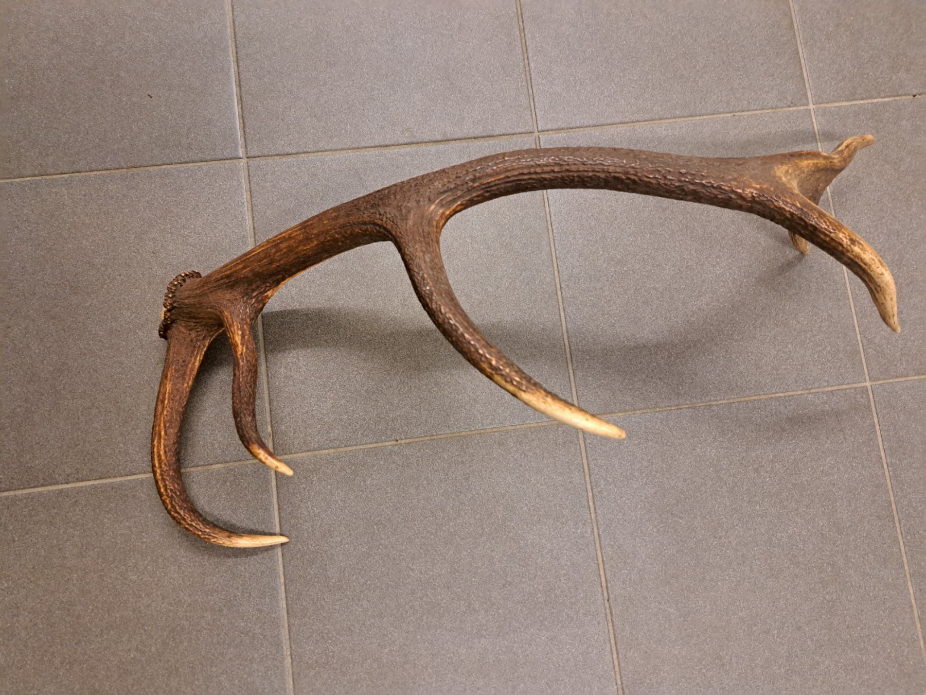 Il mondo degli animali: hirschgeweih – Usato da Ebmatingen venduto da robert289 1