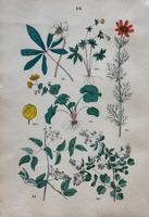 Antike Lithographie BOTANIK, 1880 - Dekorativ, 27 x 18 cm