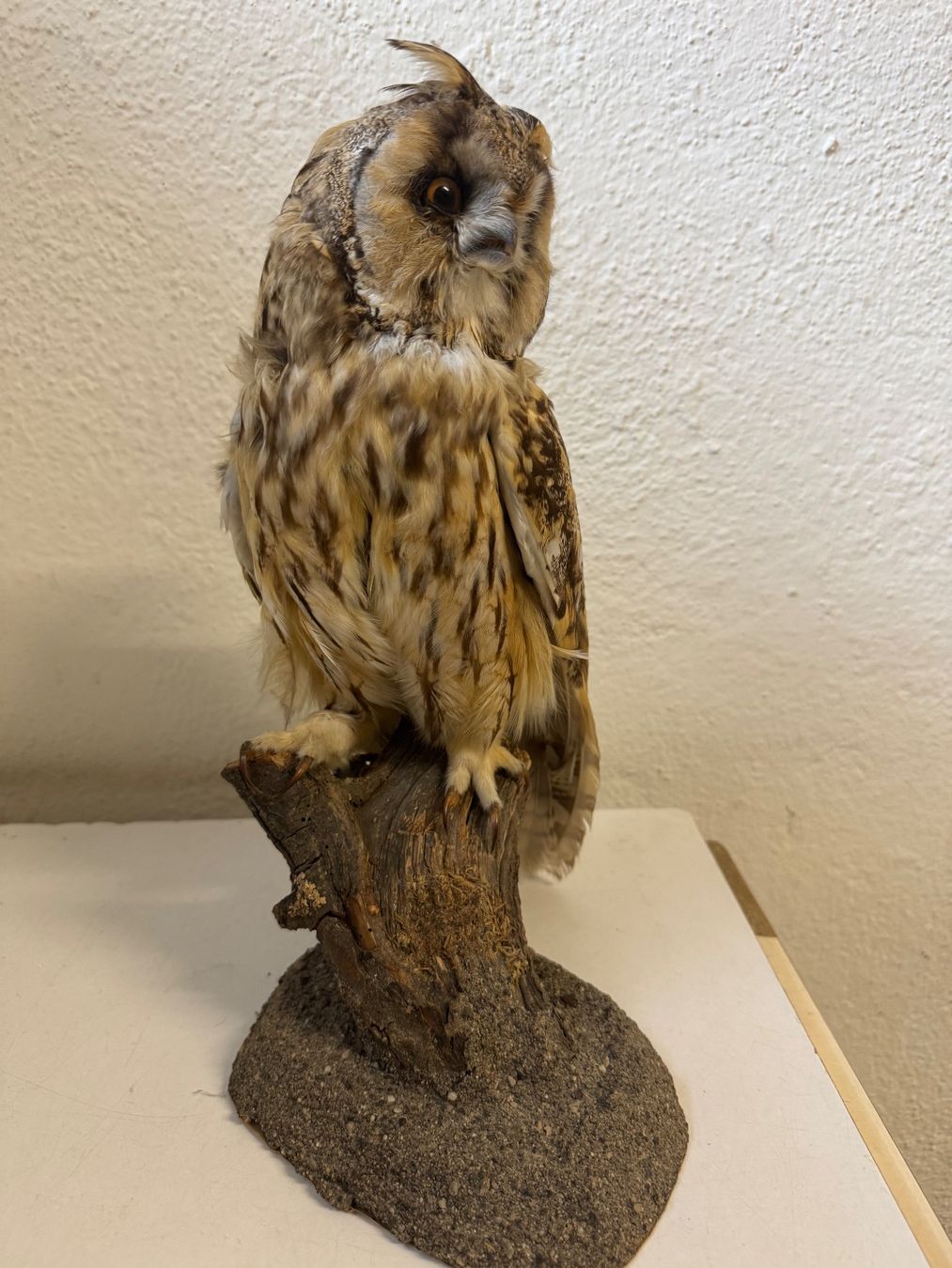 Monde des animaux: Waldohreule ausgestopft / Asio otus – D'occasion à zürich par goldklumpen 3