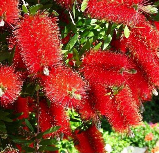Piante & sementi: 10 samen Tropischer Busch "CALLISTEMON CITRINUS" + Anweisung – Nuovo e nell'imballaggio originale da Rovio venduto da POSITIFFARTandPLANTS