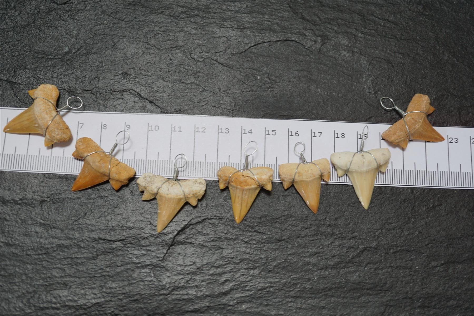 Fossili: Haifischzahn Fossil  Anhänger – Nuovo e nell'imballaggio originale da Eschenbach SG venduto da topstone 2
