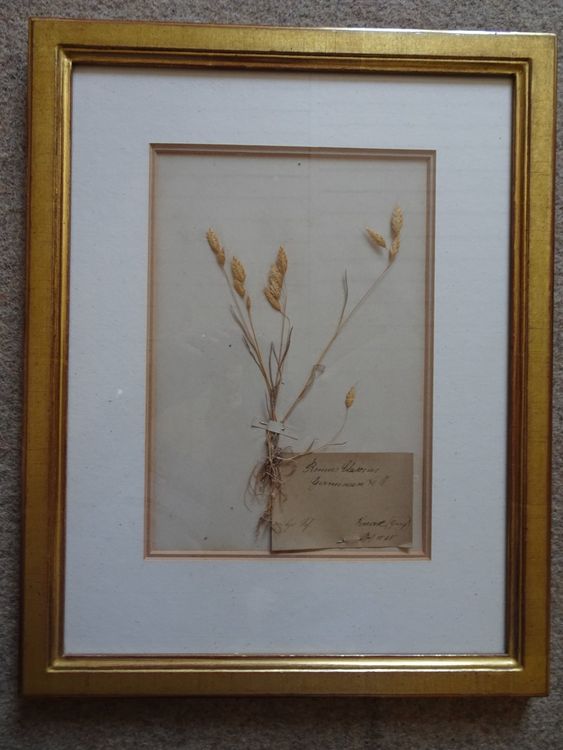 Herbarium, Botanik, antik 1848 Kaufen auf Ricardo