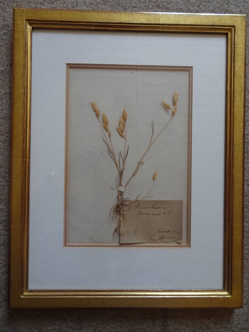 Pflanzen & Samen: Herbarium, Botanik, antik 1848 – Gebraucht aus Niederbipp von abilon7
