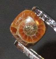 Cabochon L-8564 – Ammonit Fossil Quadrat 7x7mm