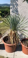 Pflanzen Blumen Yucca Rostrata Palme mit Blumentopf