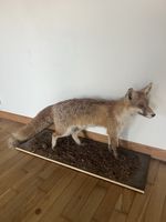 Fuchs präpariert auf Holzsockel schöner Zustand