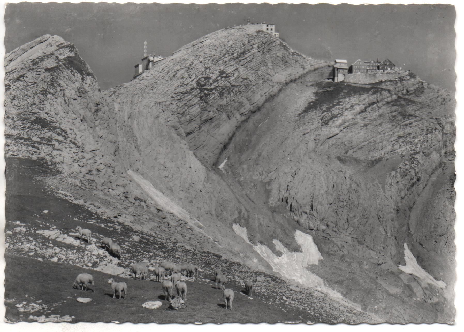 Cartes postales: SÄNTIS Herde Schafe – Neuf (Voir description) à Jona par philajona