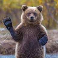 Profile image of Ursus_LU