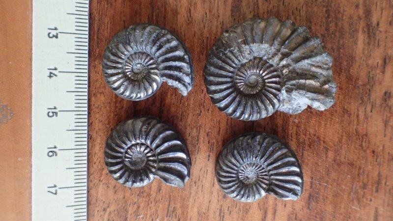 Fossili: 4 Pyrit Ammoniten Frankreich – Usato da Rickenbach BL venduto da Oktober68