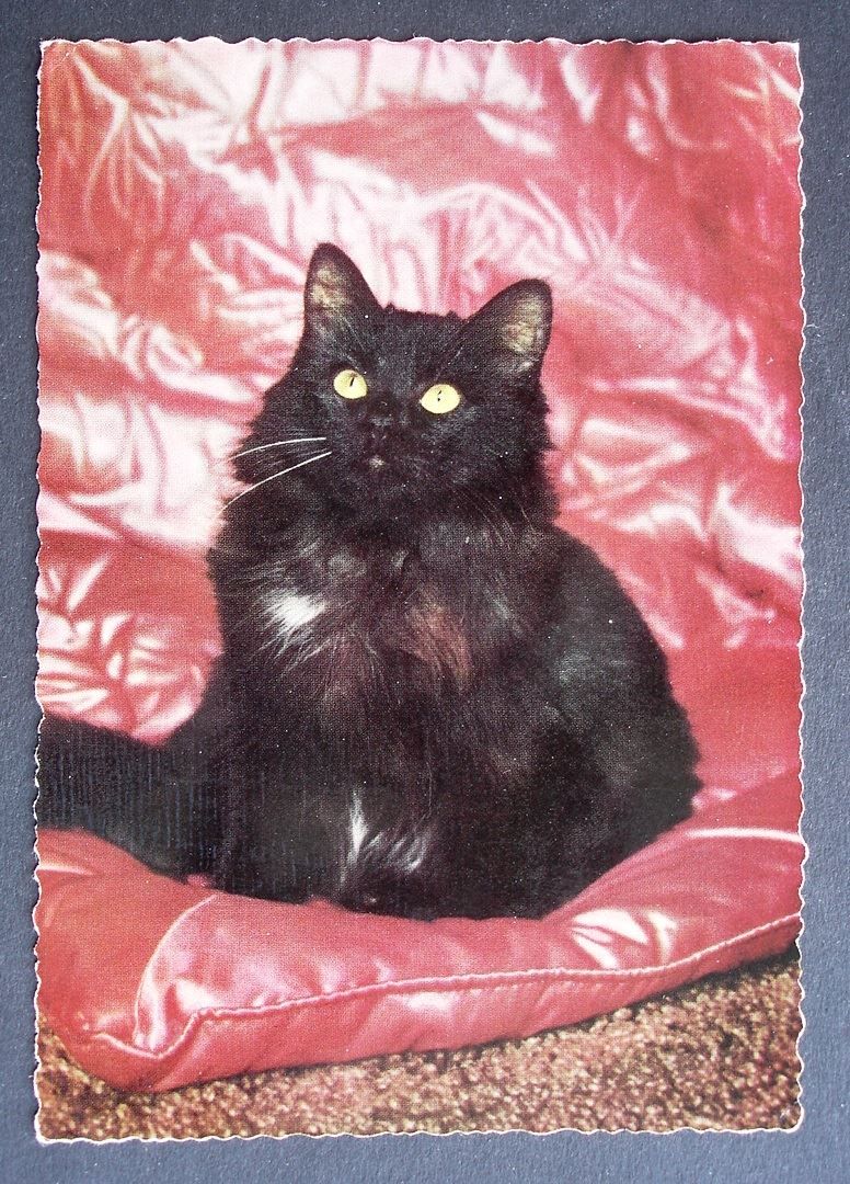 Ansichtskarten: KATZE – Gebraucht aus Jona von philajona