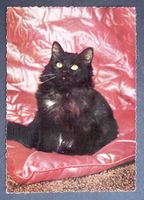 KATZE